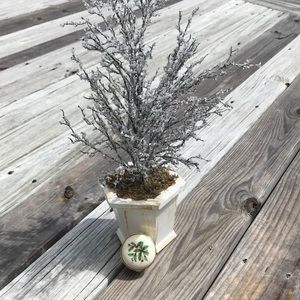 Lenox Holly and Berry Christmas Trinket Box.